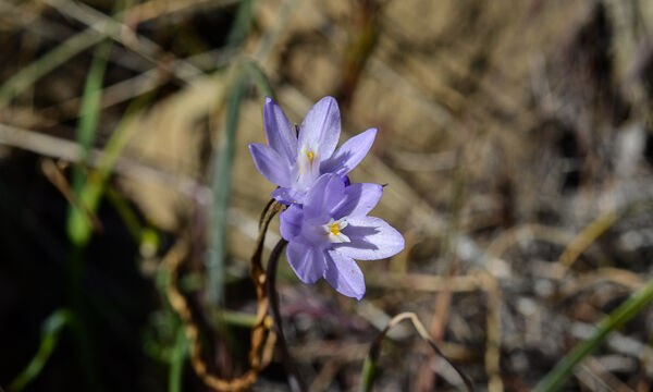 Dichelostemma capitatum Blue Dicks, Dichelostemma capitatum
