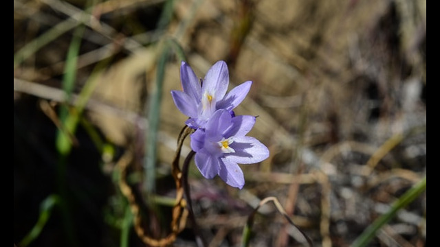 Dichelostemma capitatum Blue Dicks, Dichelostemma capitatum