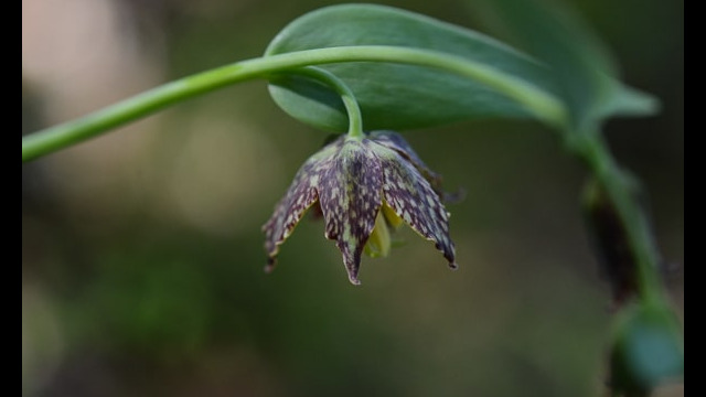 Fritillaria affinis Mission Bells, Fritillaria affinis