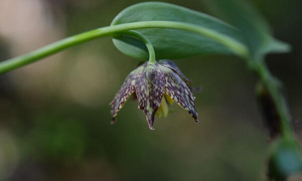 Fritillaria affinis Mission Bells, Fritillaria affinis