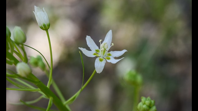 Zigadenus fremontii Fremont's Star Lily, Zigadenus fremontii