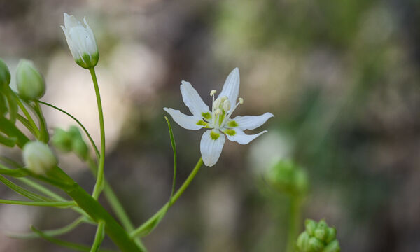 Zigadenus fremontii Fremont's Star Lily, Zigadenus fremontii