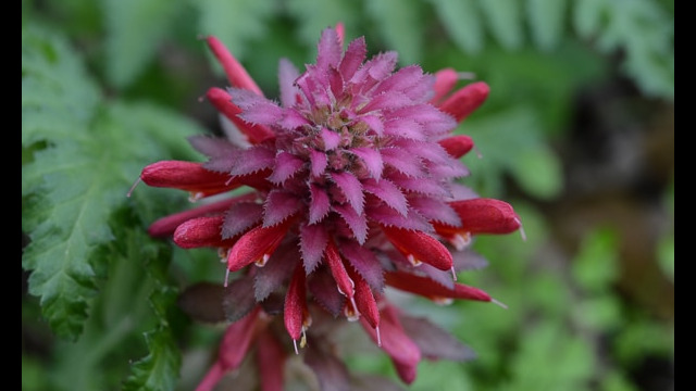 Pedicularis densiflora Warrior's plume, Pedicularis densiflora