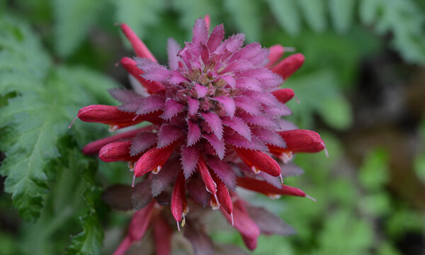 Pedicularis densiflora Warrior's plume, Pedicularis densiflora