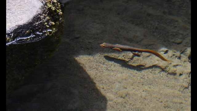 California Newt