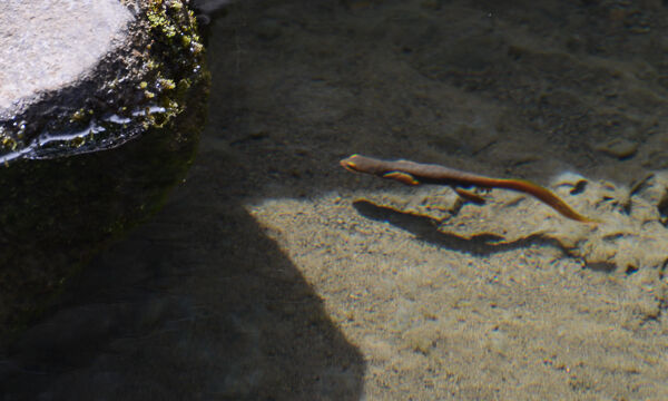 California Newt