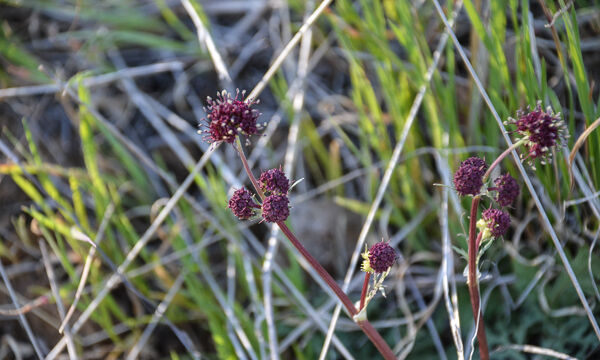 Sanicula bipinnatifida Purple Sanicle, Sanicula bipinnatifida