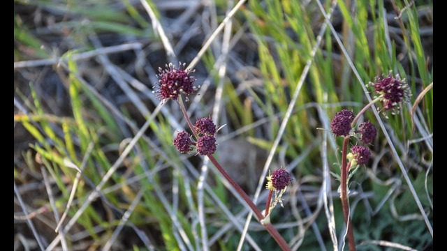 Sanicula bipinnatifida Purple Sanicle, Sanicula bipinnatifida