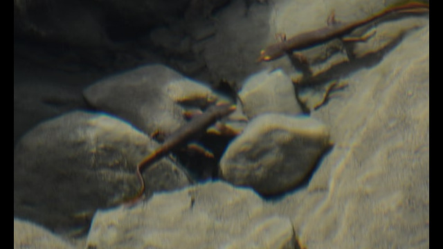 California Newt