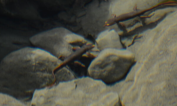 California Newt