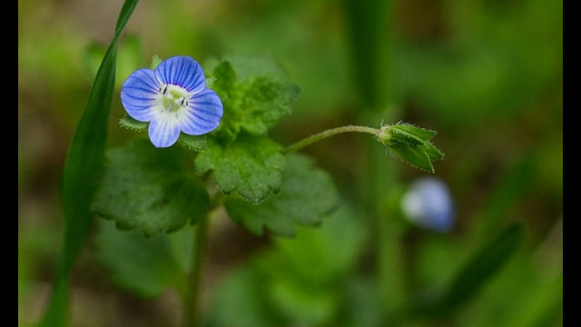 Veronica persica Birdeye Speedwell, Veronica persica