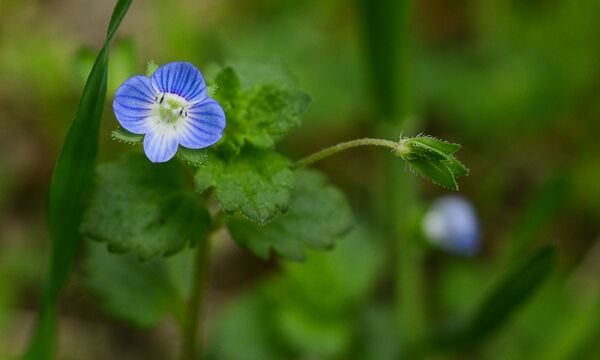 Veronica persica Birdeye Speedwell, Veronica persica