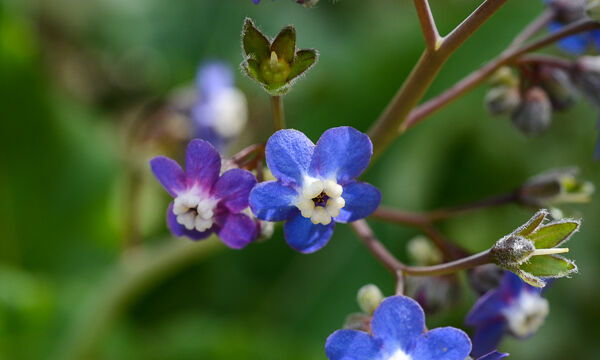 Cynoglossum grande Large-leafed Hounds Tongue, Cynoglossum grande