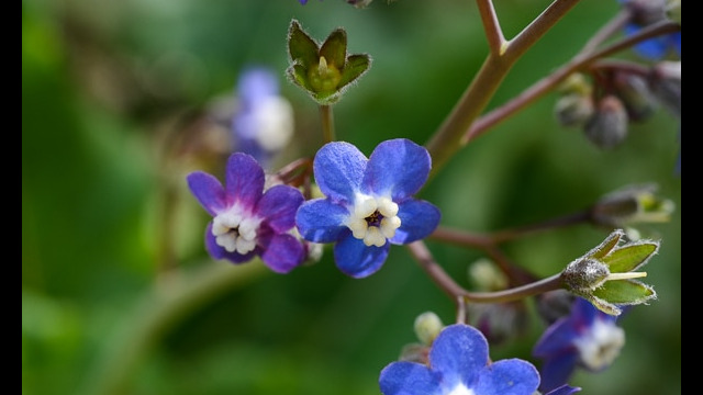 Cynoglossum grande Large-leafed Hounds Tongue, Cynoglossum grande