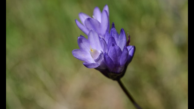 Dichelostemma capitatum Blue Dicks, Dichelostemma capitatum