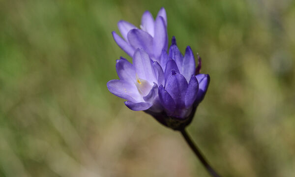Dichelostemma capitatum Blue Dicks, Dichelostemma capitatum