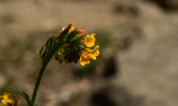 Amsinckia menziesii Fiddleneck, Amsinckia menziesii