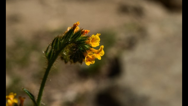 Amsinckia menziesii Fiddleneck, Amsinckia menziesii