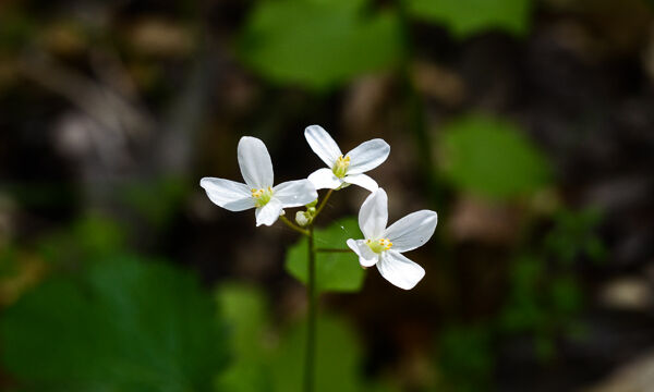 Cardamine californica Milkmaids, Cardamine californica