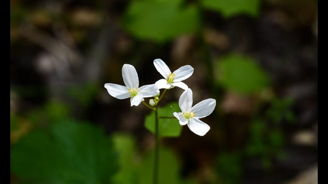 Cardamine californica Milkmaids, Cardamine californica