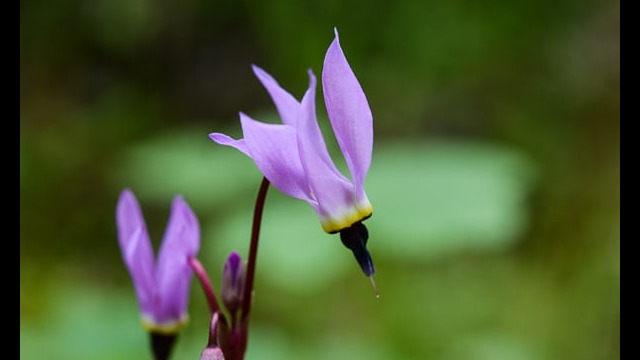 Primula hendersonii Foothill Shooting Star, Primula hendersonii