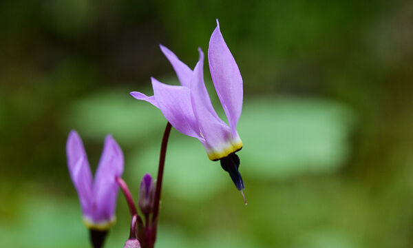 Primula hendersonii Foothill Shooting Star, Primula hendersonii