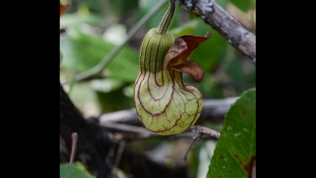 Aristolochia california California Pipevine, Aristolochia california