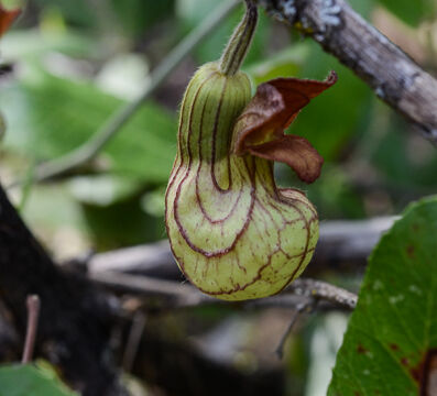 Aristolochia california California Pipevine, Aristolochia california