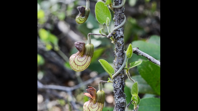 Aristolochia california California Pipevine, Aristolochia california