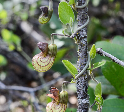Aristolochia california California Pipevine, Aristolochia california