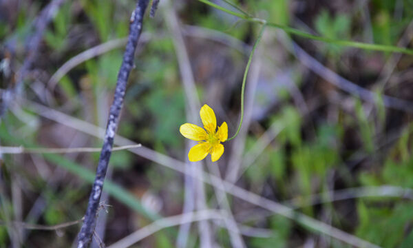 Ranunculus occidentalis Westerm Buttercup, Ranunculus occidentalis