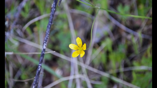 Ranunculus occidentalis Westerm Buttercup, Ranunculus occidentalis