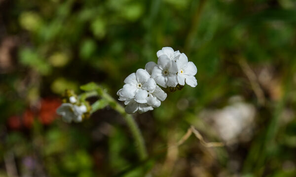 Plagiobothrys nothofulvus Popcorn Flower, Plagiobothrys nothofulvus