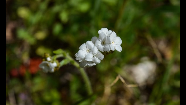 Plagiobothrys nothofulvus Popcorn Flower, Plagiobothrys nothofulvus