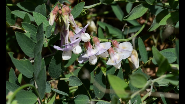 Lathyrus vestitus Pacific Pea, Lathyrus vestitus