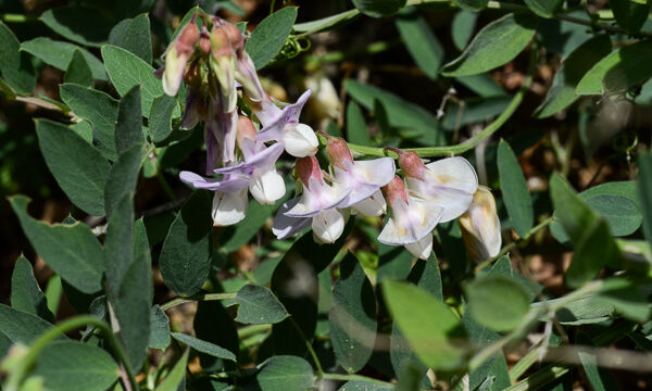 Lathyrus vestitus Pacific Pea, Lathyrus vestitus