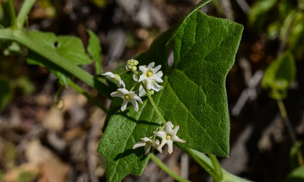 Marah fabaceus California Manroot, Marah fabaceus