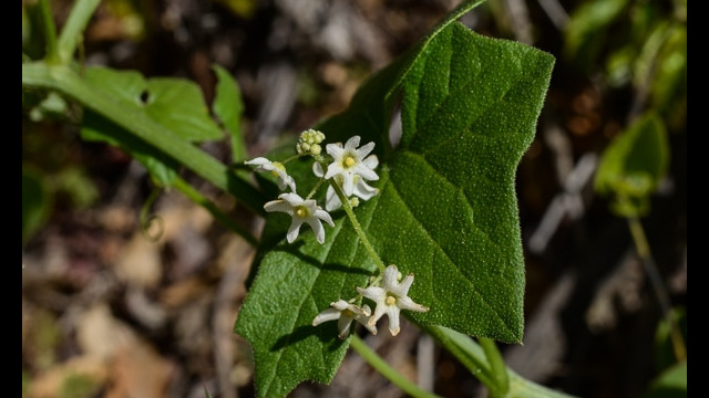 Marah fabaceus California Manroot, Marah fabaceus
