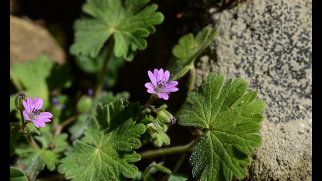 Geranium molle Woodland geranium, Geranium molle