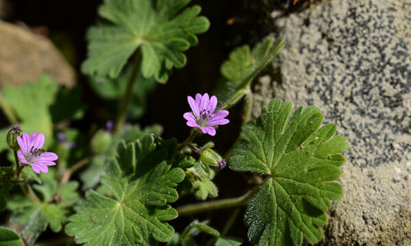 Geranium molle Woodland geranium, Geranium molle