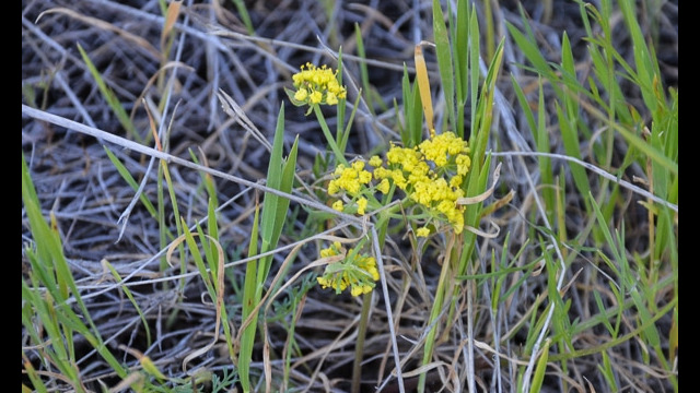 Lomatium californicum Celery Weed, Lomatium californicum