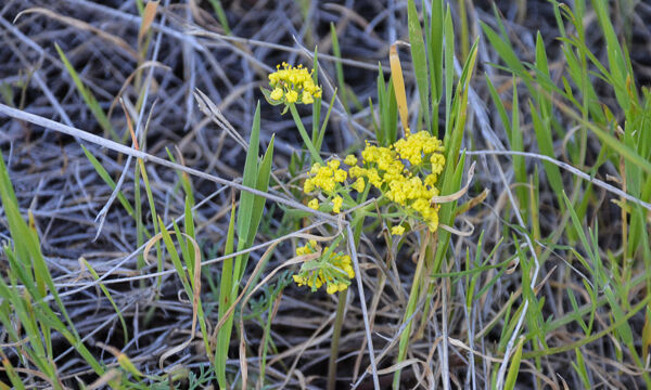 Lomatium californicum Celery Weed, Lomatium californicum