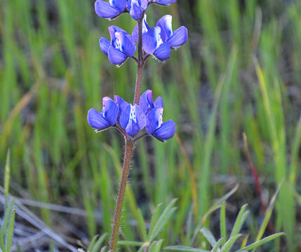 Lupinus bicolor Miniature Lupine, Lupinus bicolor