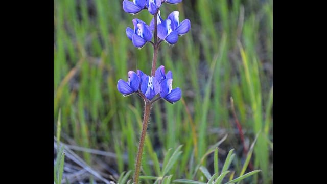 Lupinus bicolor Miniature Lupine, Lupinus bicolor
