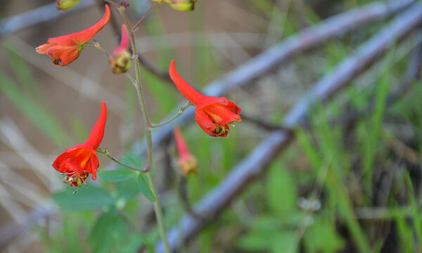Delphinium nudicaule Canyon Larkspur, Delphinium nudicaule