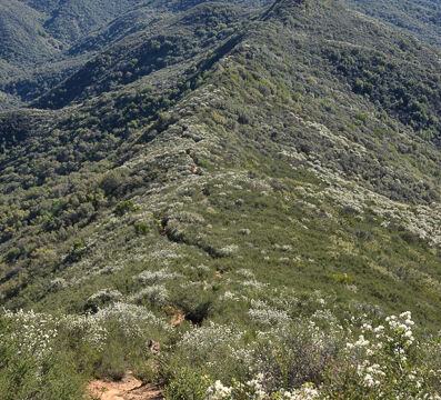 Trail along ridge Blue Ridge Loop Trail