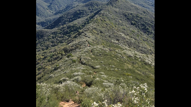 Trail along ridge Blue Ridge Loop Trail