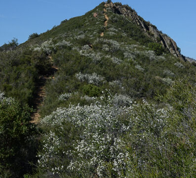 Trail up to the top Blue Ridge Loop Trail