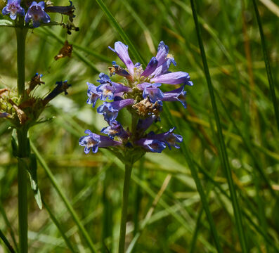 Penstemon rydbergii Meadow Penstemon, Penstemon rydbergii