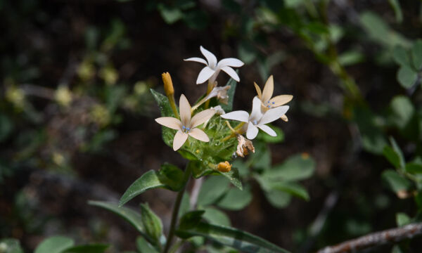 Collomia grandiflora Grand Collomia, Collomia grandiflora